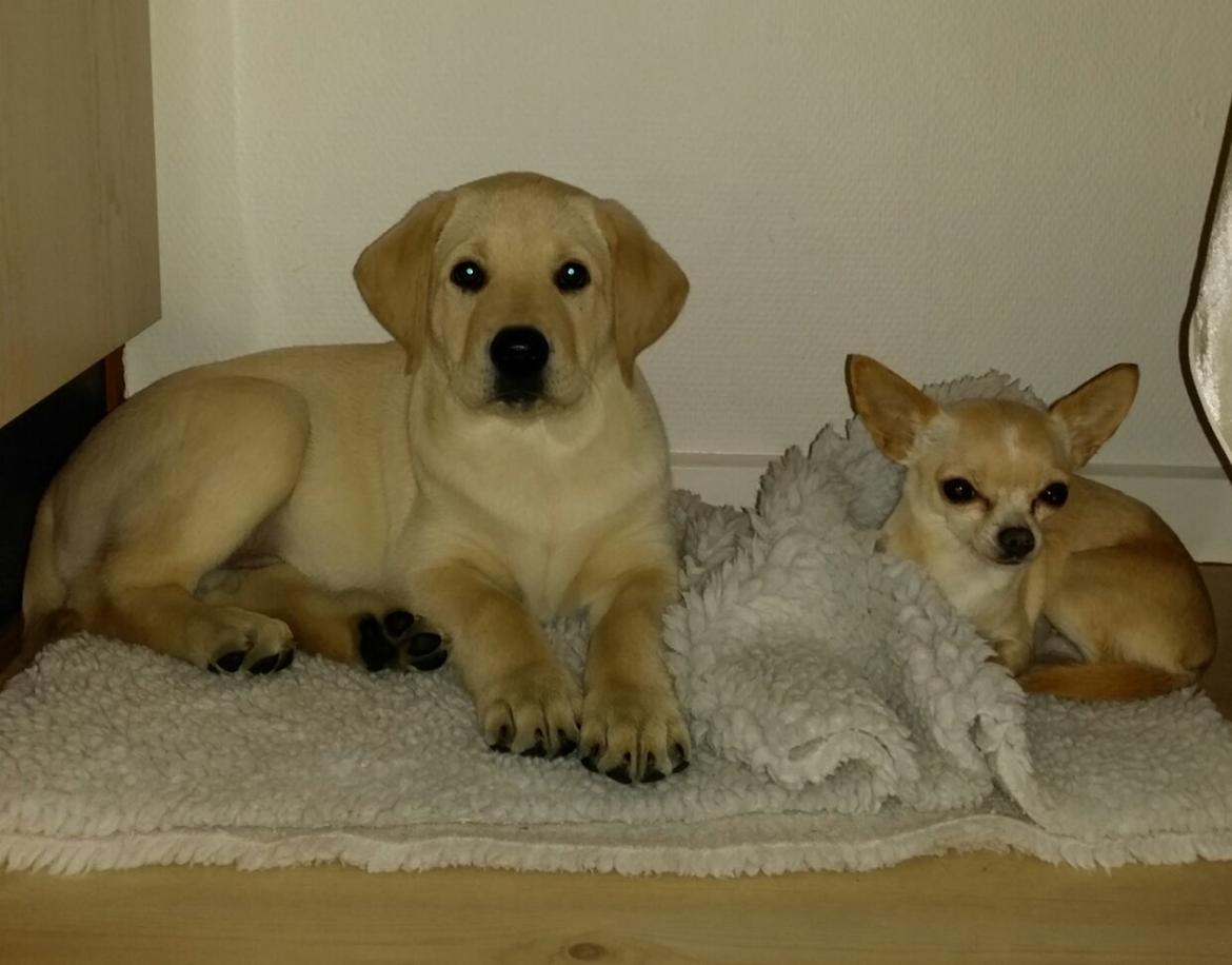 Blanding af racer Elvis *R.I.P* - Hygge med storesøster 31/12-15 billede 21