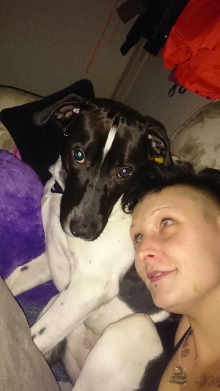 Blanding af racer Odin  billede 1