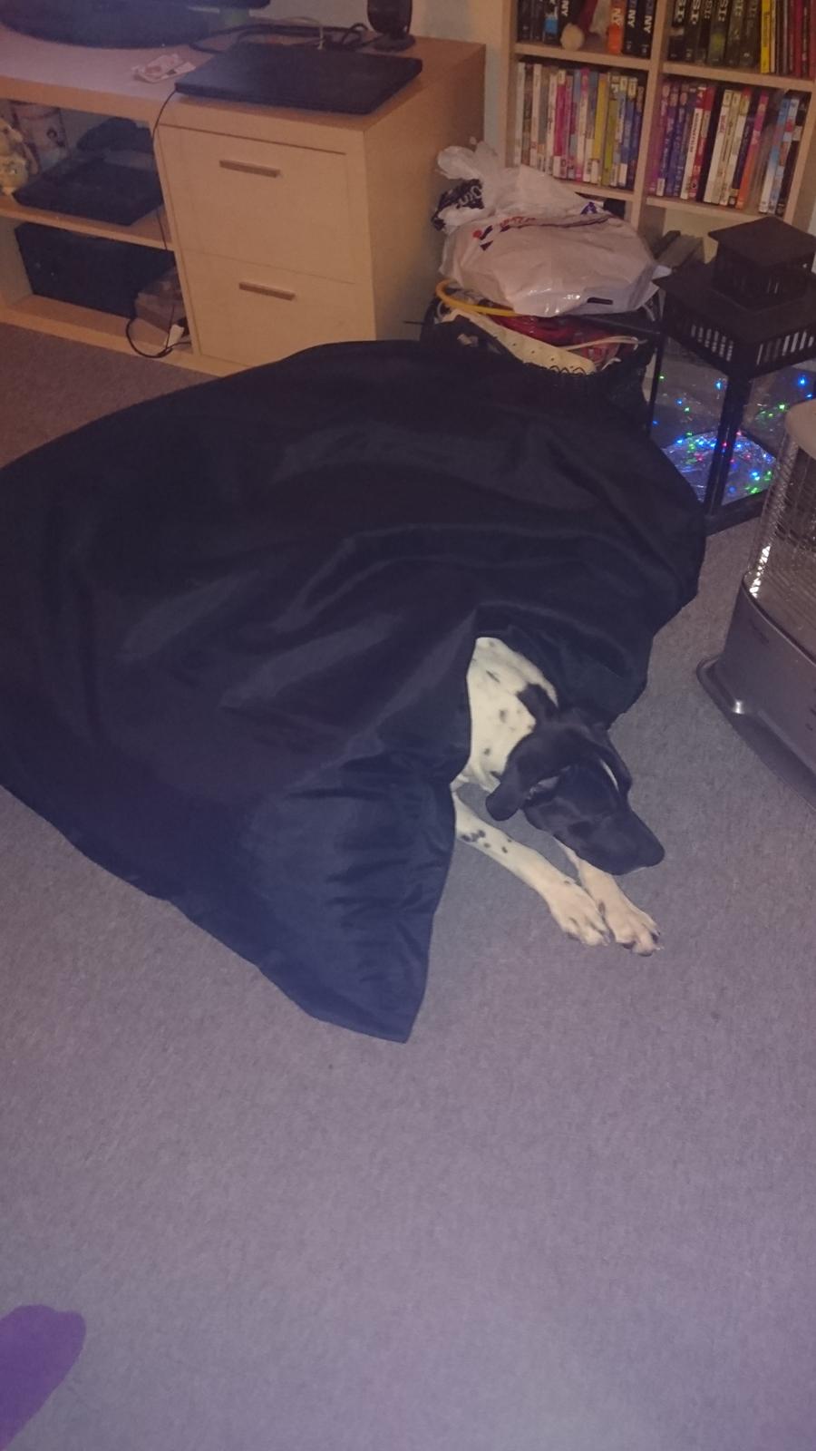 Blanding af racer Odin  billede 2