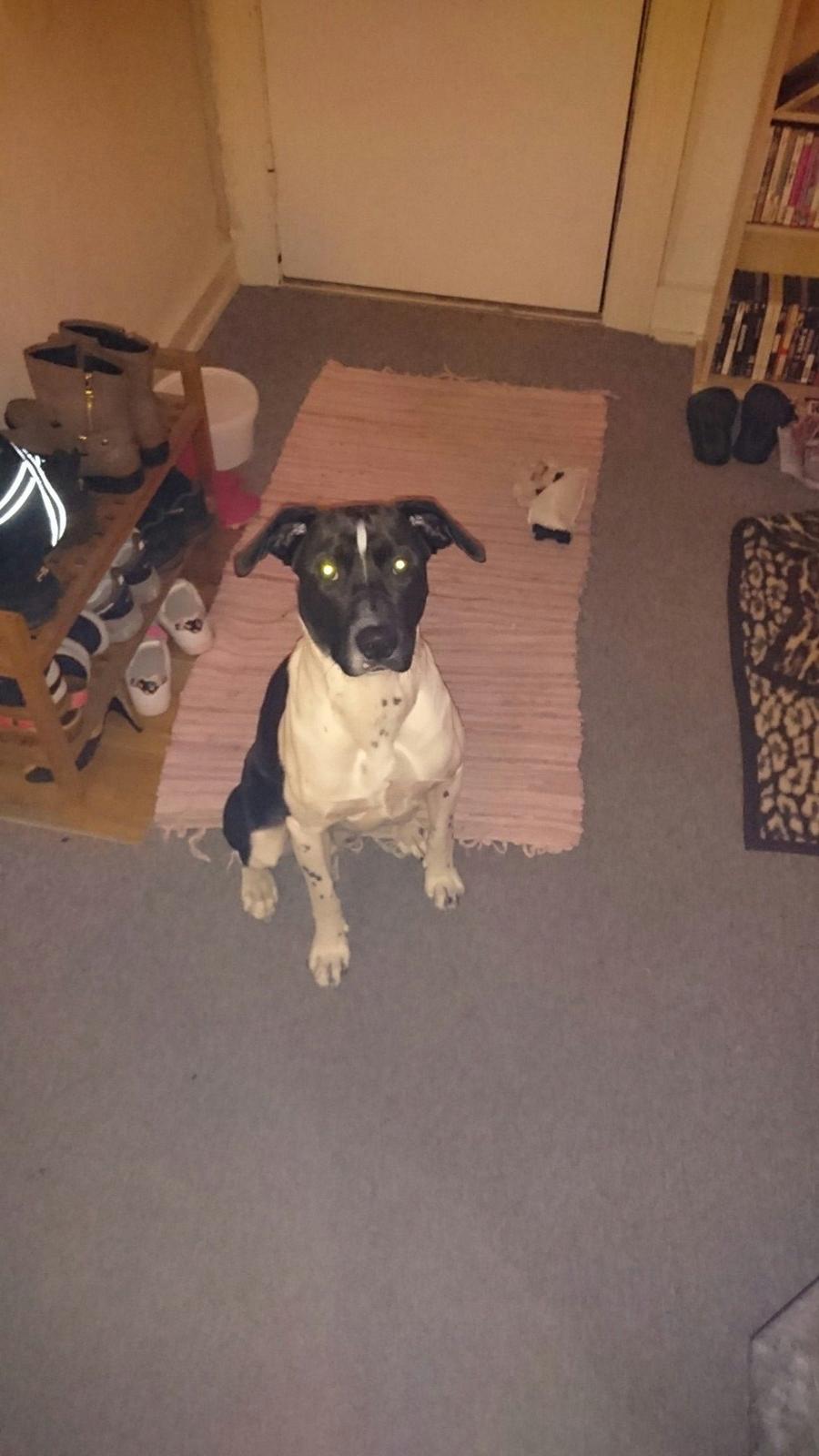 Blanding af racer Odin  billede 6