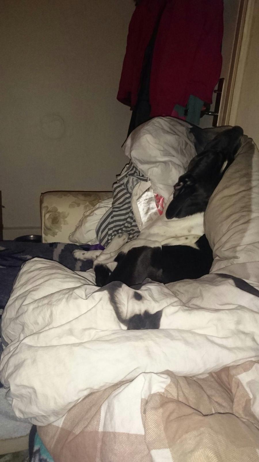 Blanding af racer Odin  billede 4