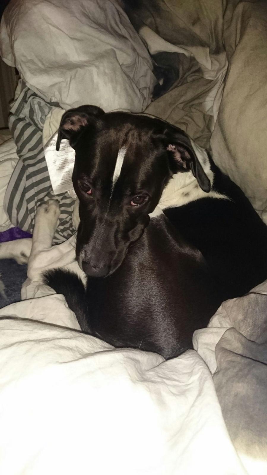 Blanding af racer Odin  billede 3