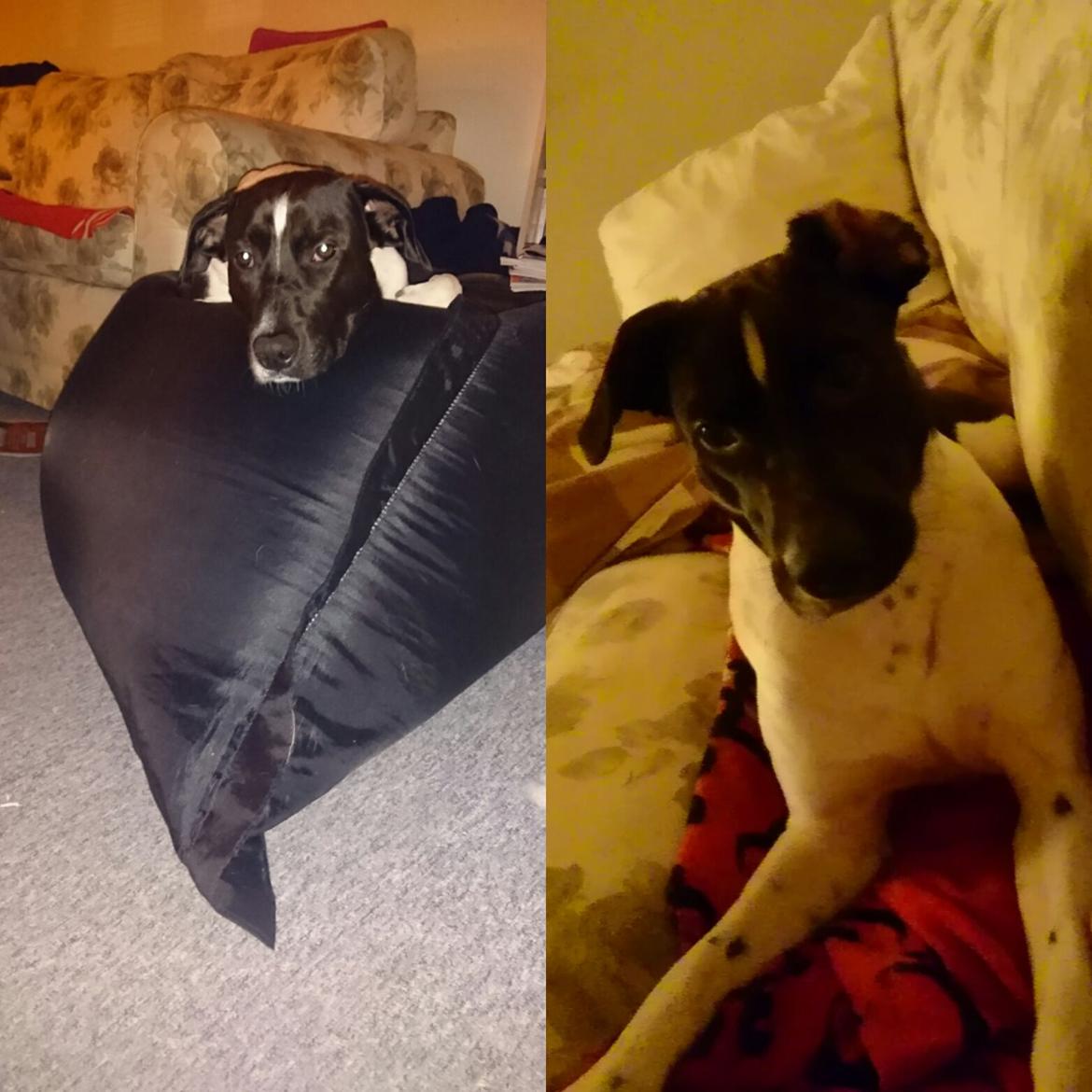 Blanding af racer Odin  billede 7