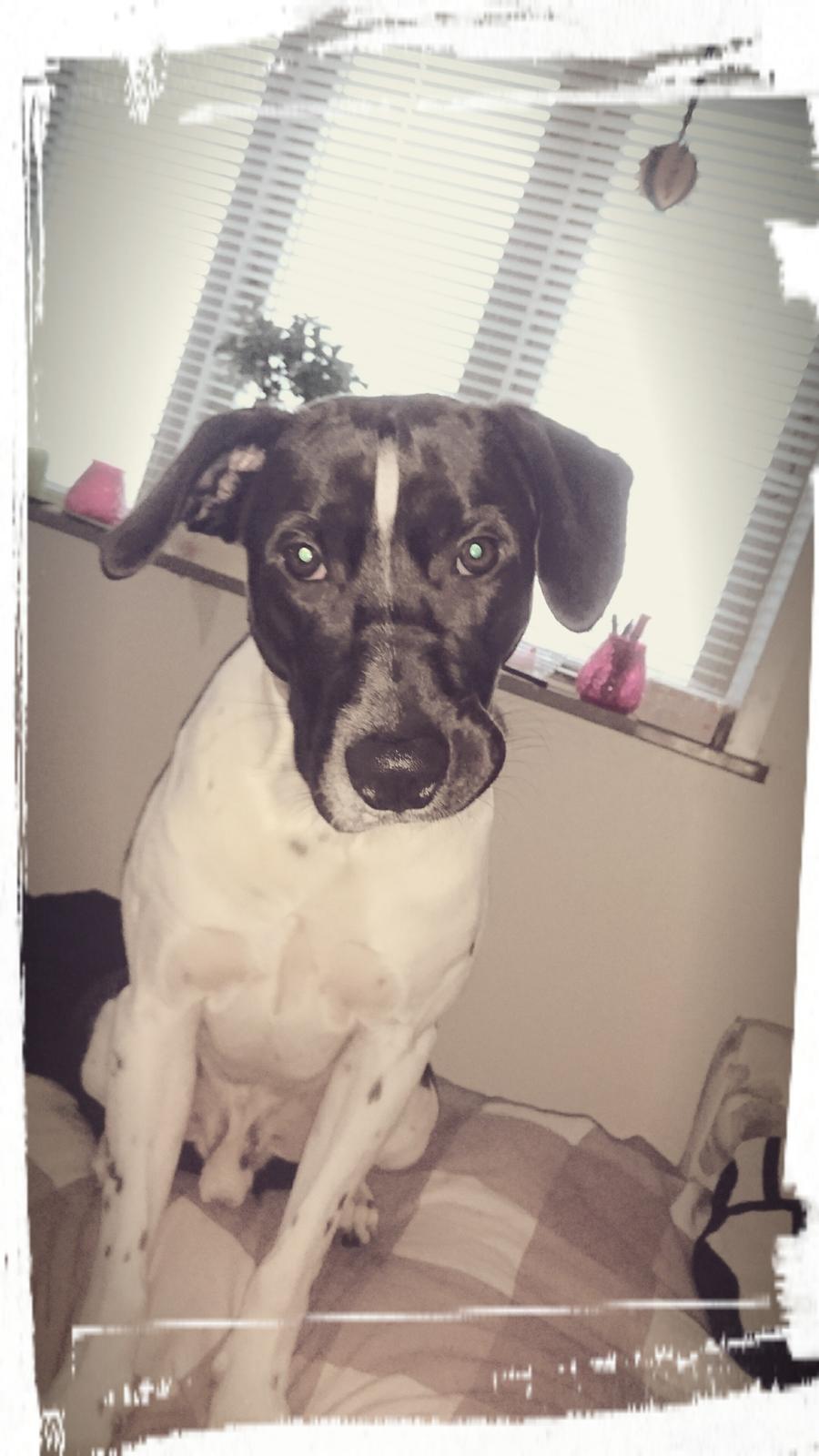 Blanding af racer Odin  billede 8