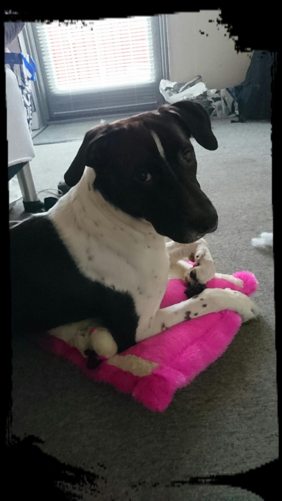 Blanding af racer Odin  billede 9