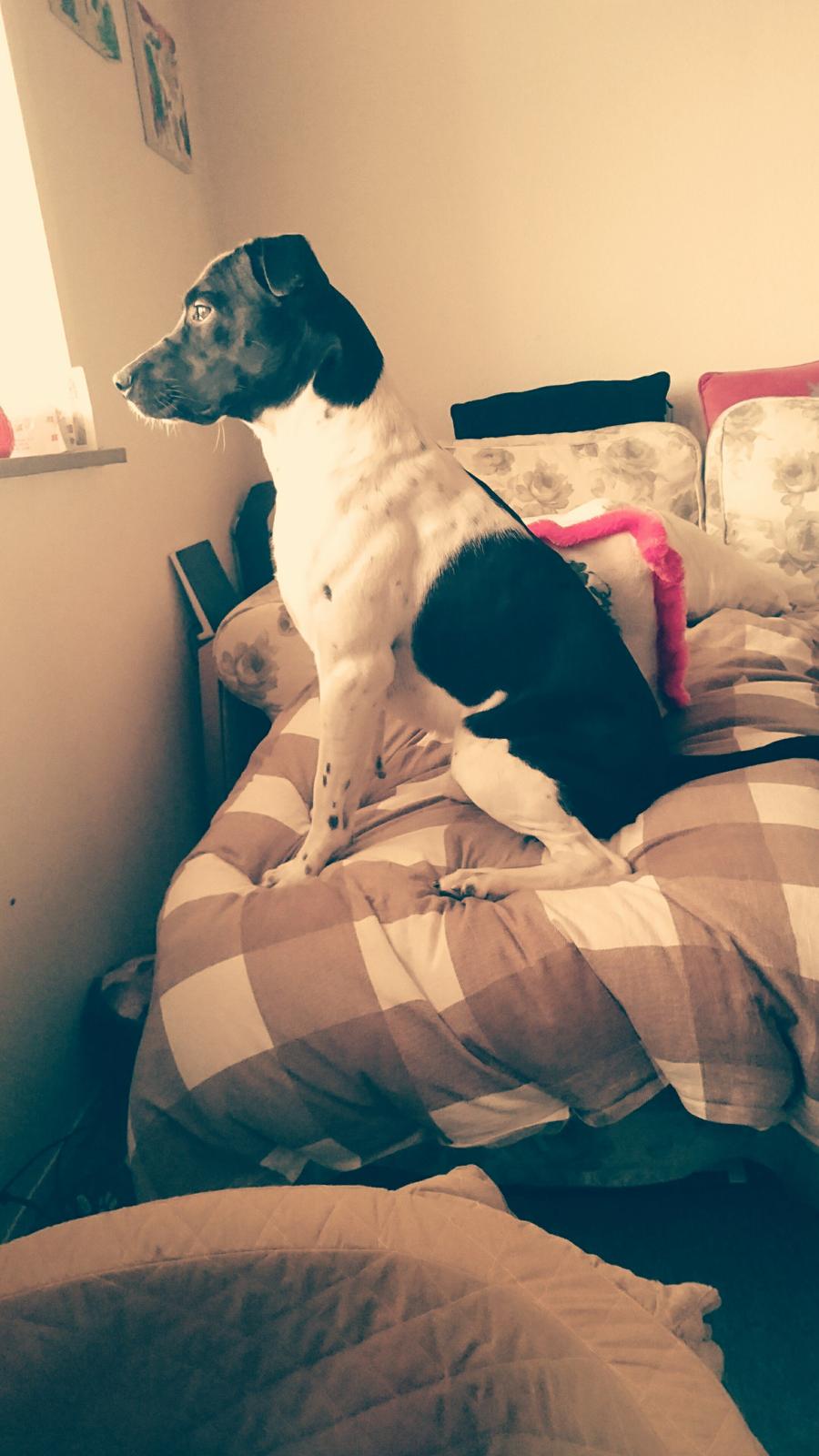 Blanding af racer Odin  billede 10