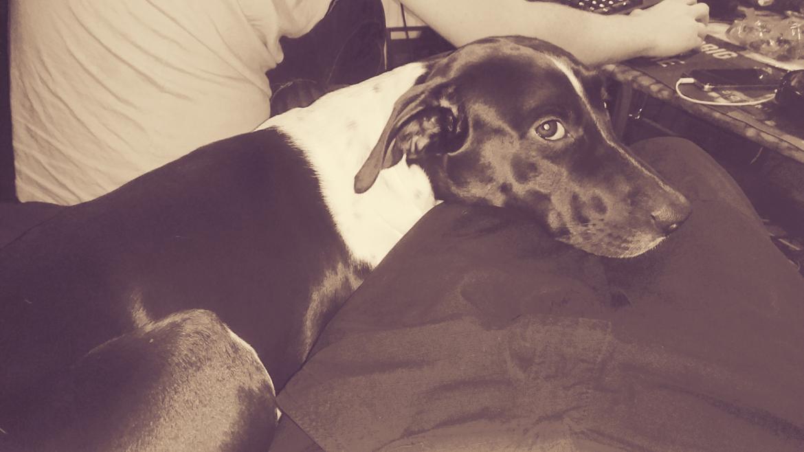 Blanding af racer Odin  billede 12