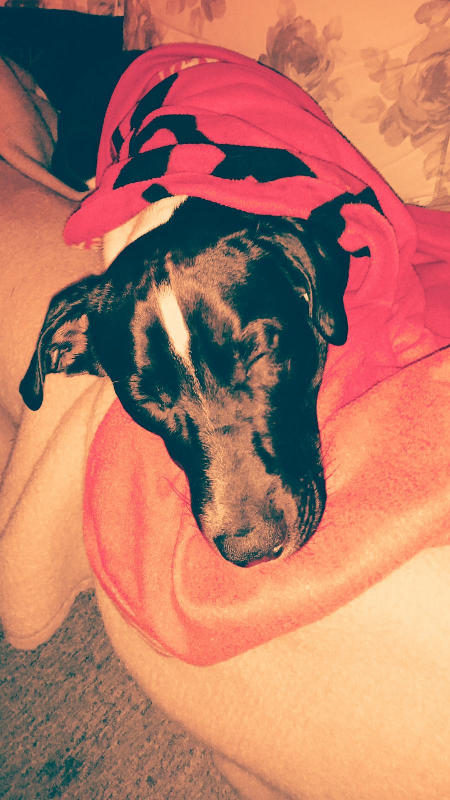 Blanding af racer Odin  billede 13