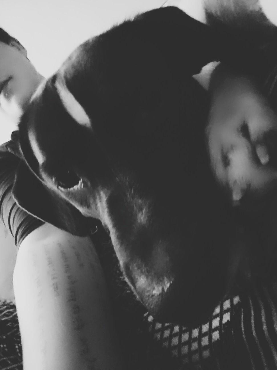 Blanding af racer Odin  billede 18