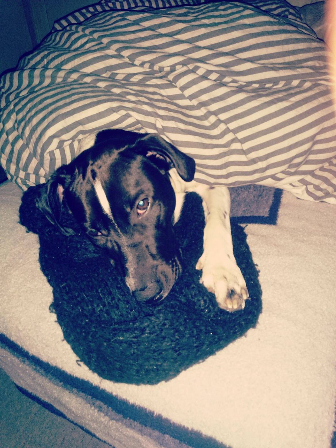 Blanding af racer Odin  billede 16