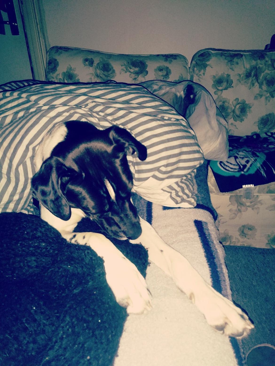 Blanding af racer Odin  billede 15