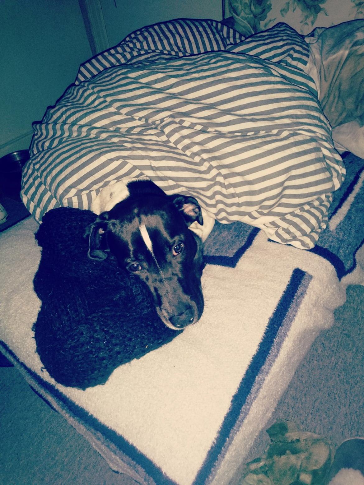 Blanding af racer Odin  billede 17