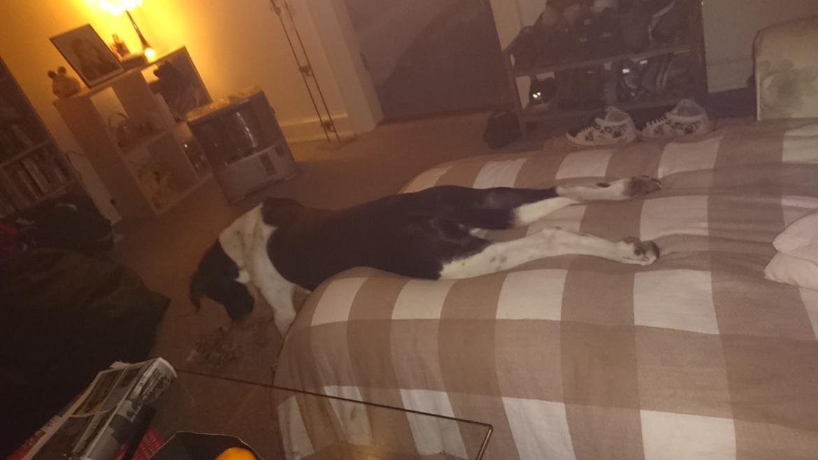 Blanding af racer Odin  billede 26