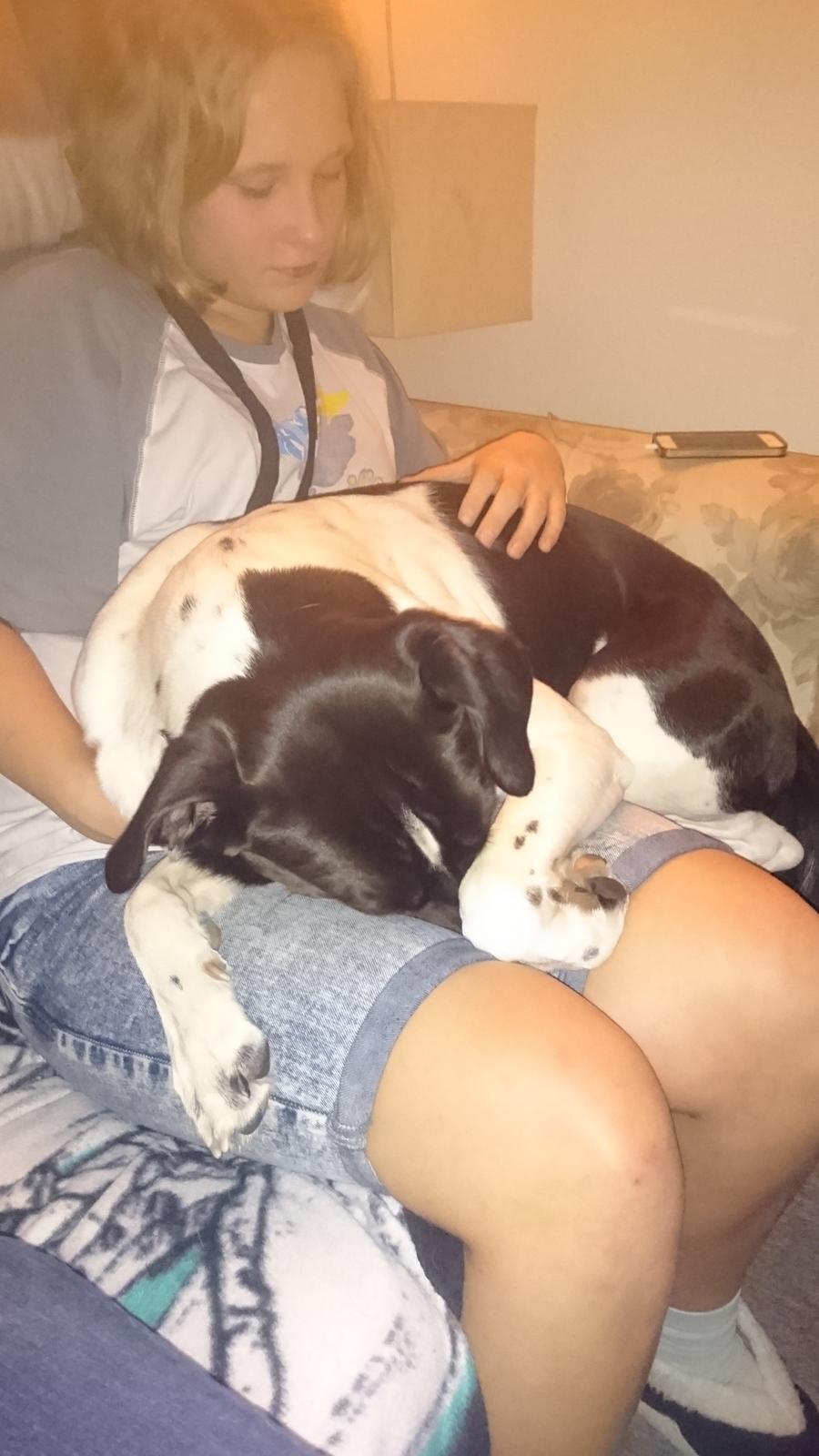 Blanding af racer Odin  billede 22