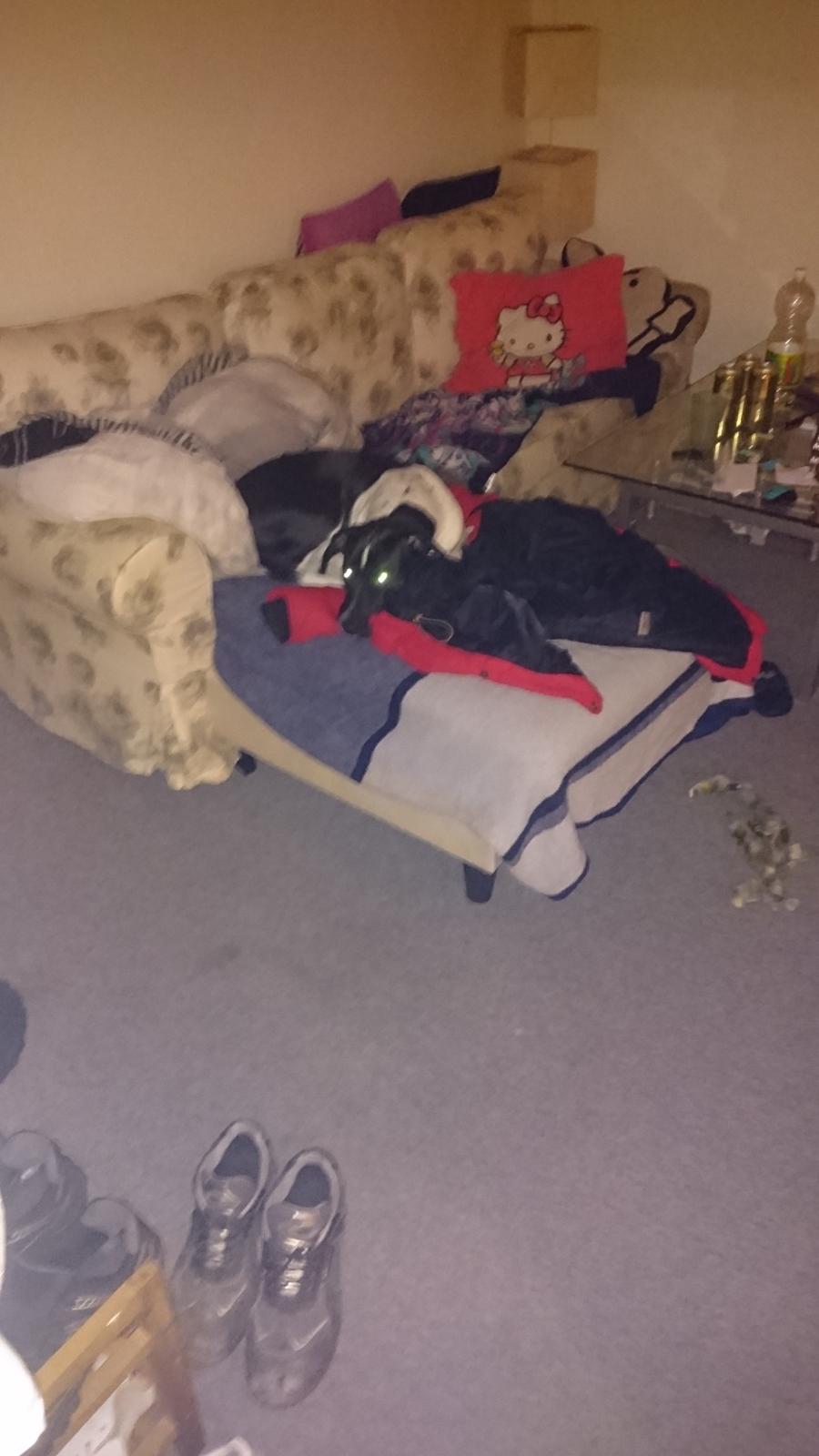 Blanding af racer Odin  billede 21