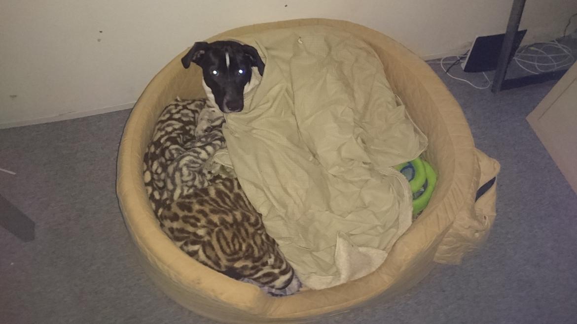 Blanding af racer Odin  billede 24