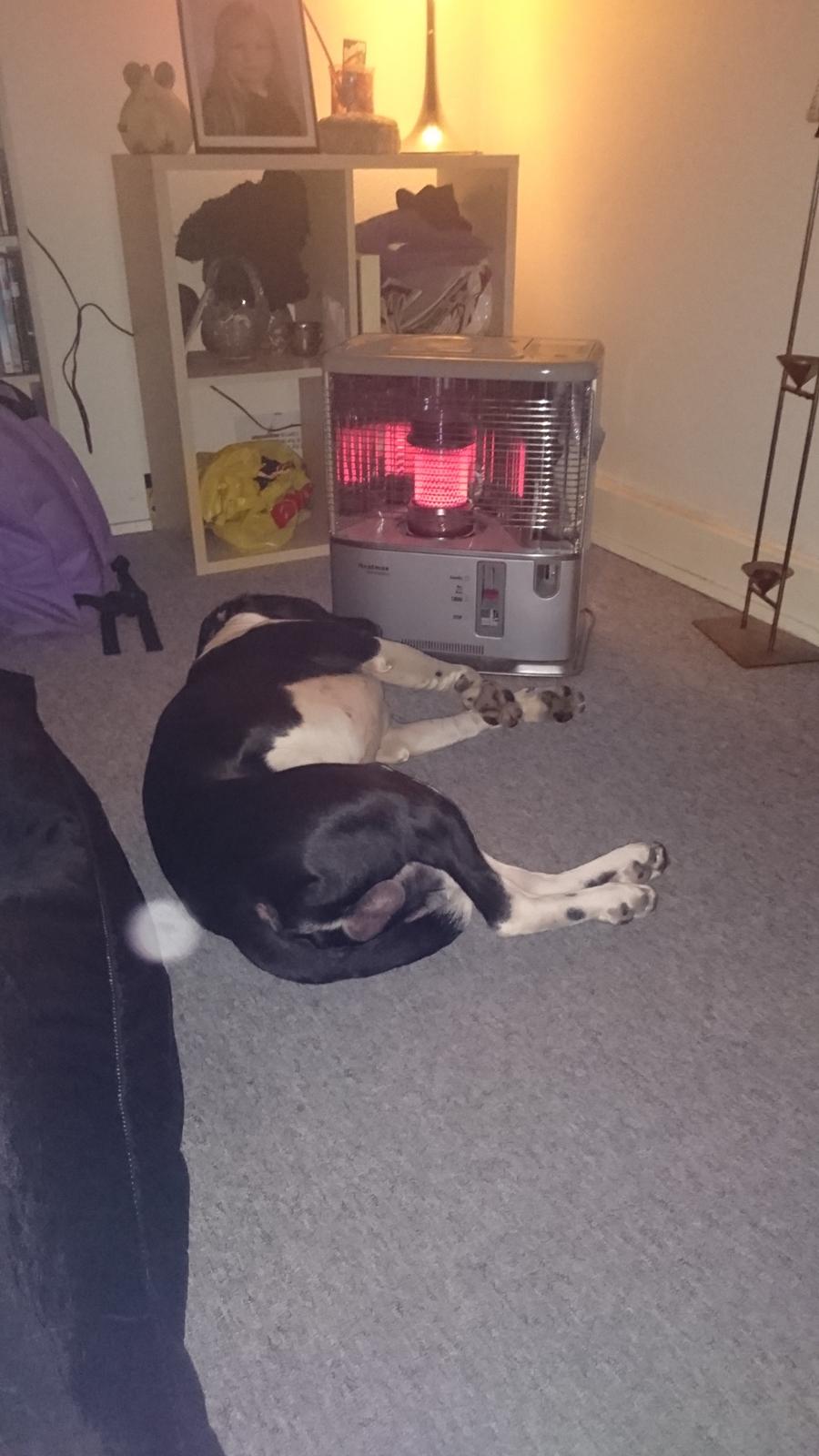 Blanding af racer Odin  billede 25