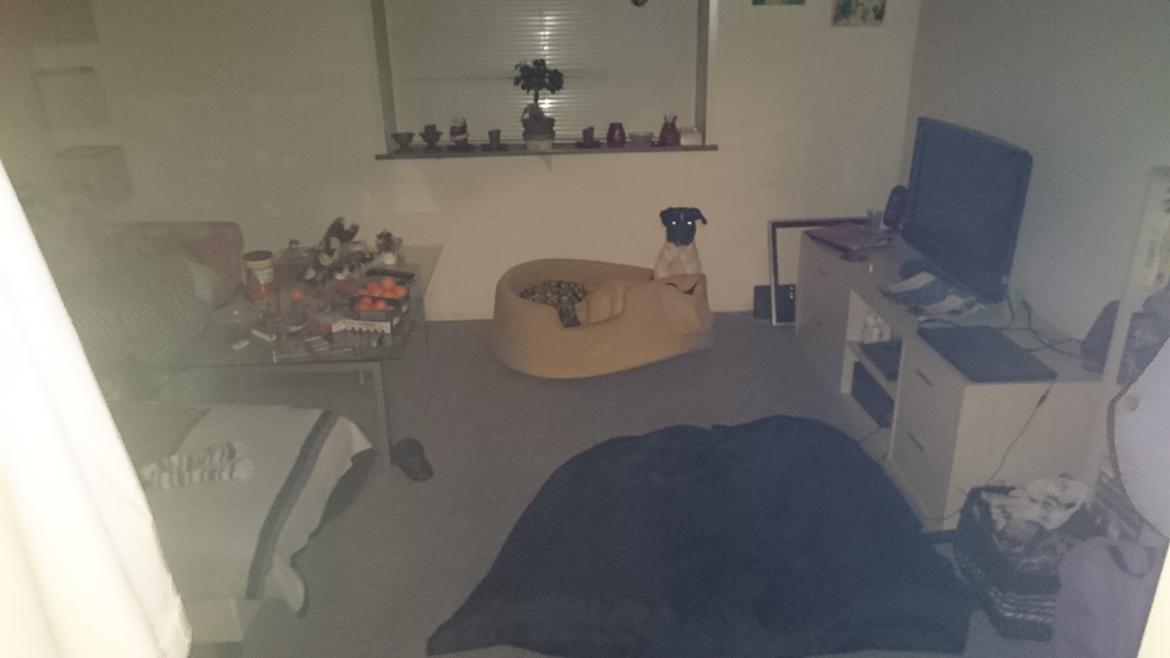 Blanding af racer Odin  billede 23