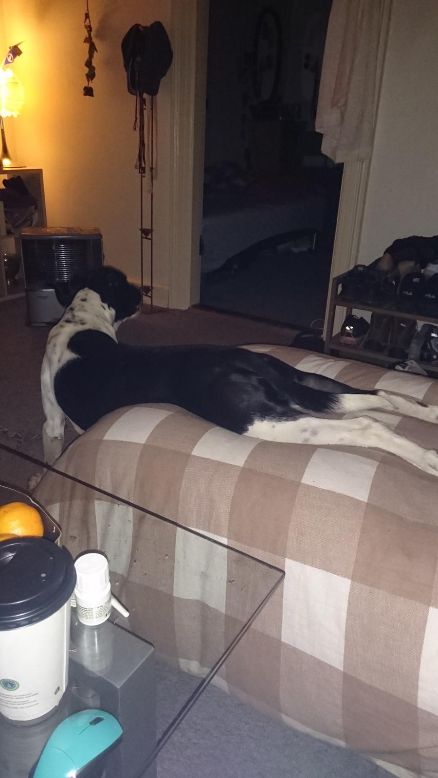 Blanding af racer Odin  billede 27