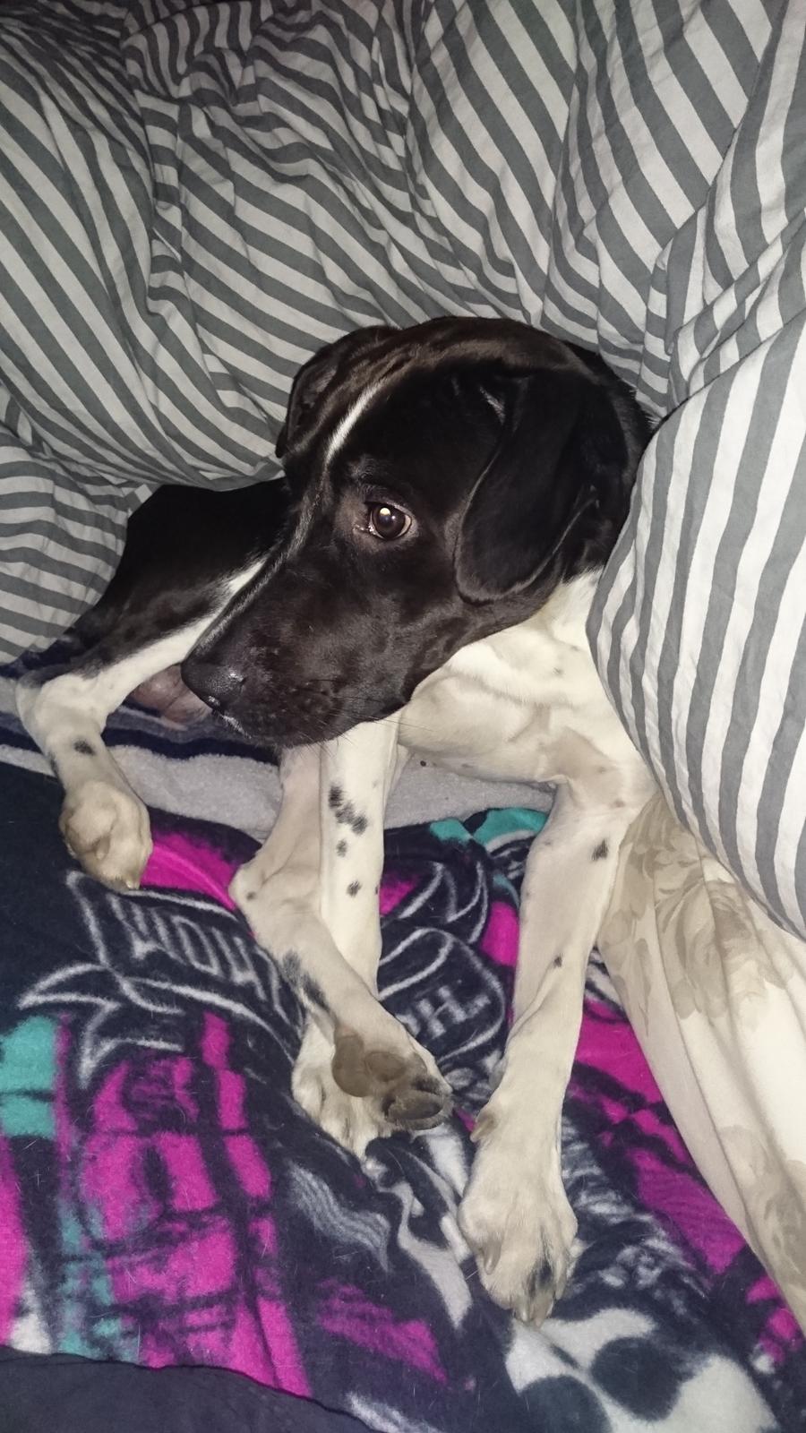 Blanding af racer Odin  billede 19