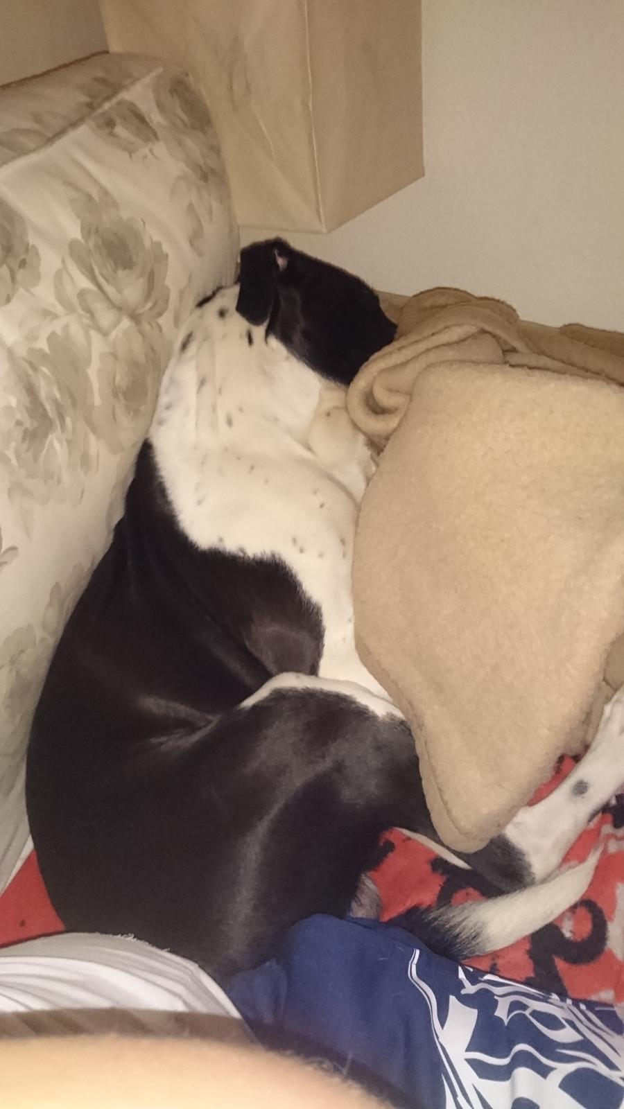 Blanding af racer Odin  billede 29