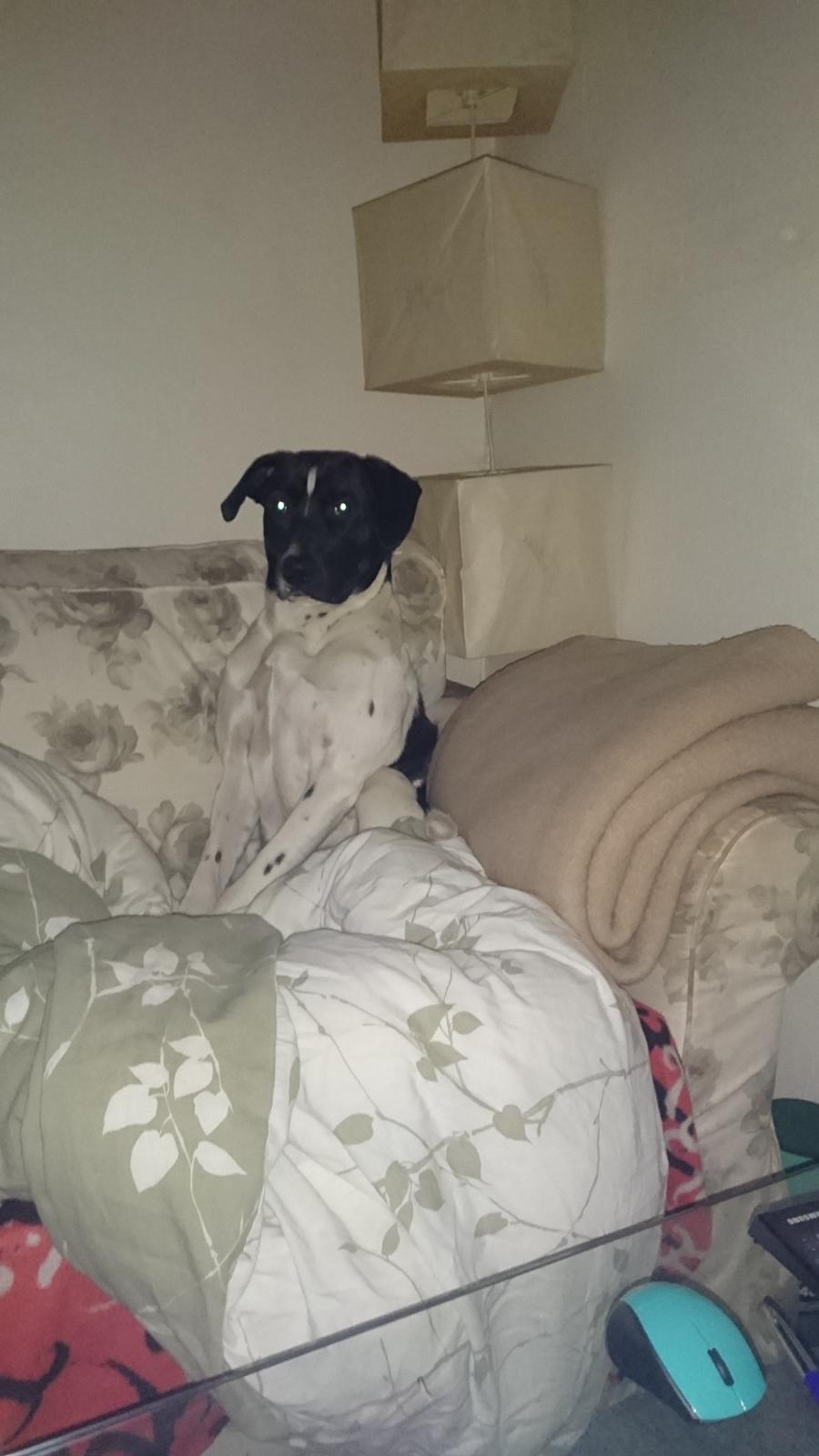 Blanding af racer Odin  billede 30