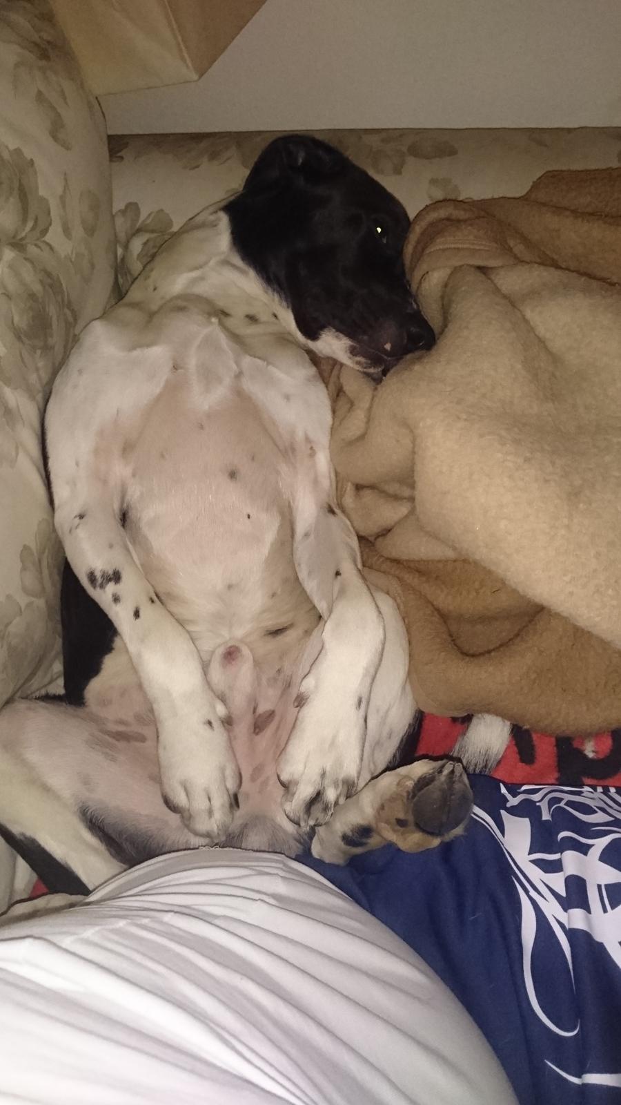 Blanding af racer Odin  billede 28