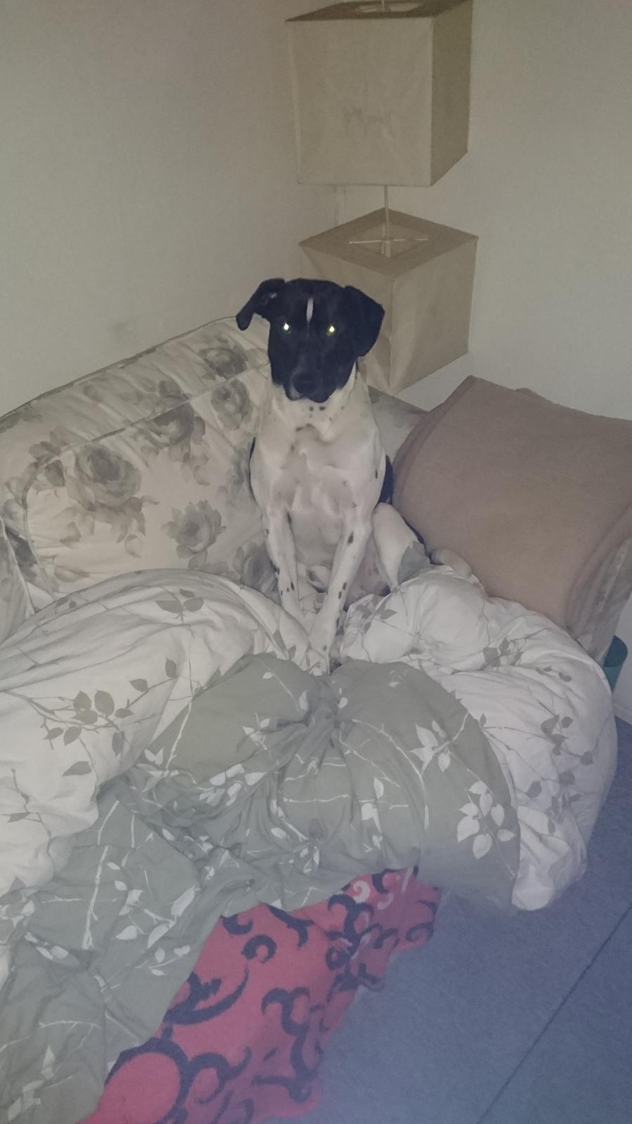 Blanding af racer Odin  billede 31