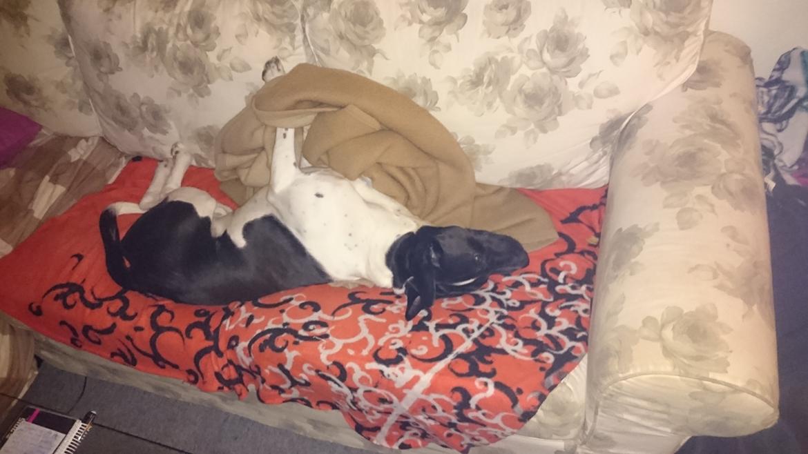 Blanding af racer Odin  billede 33