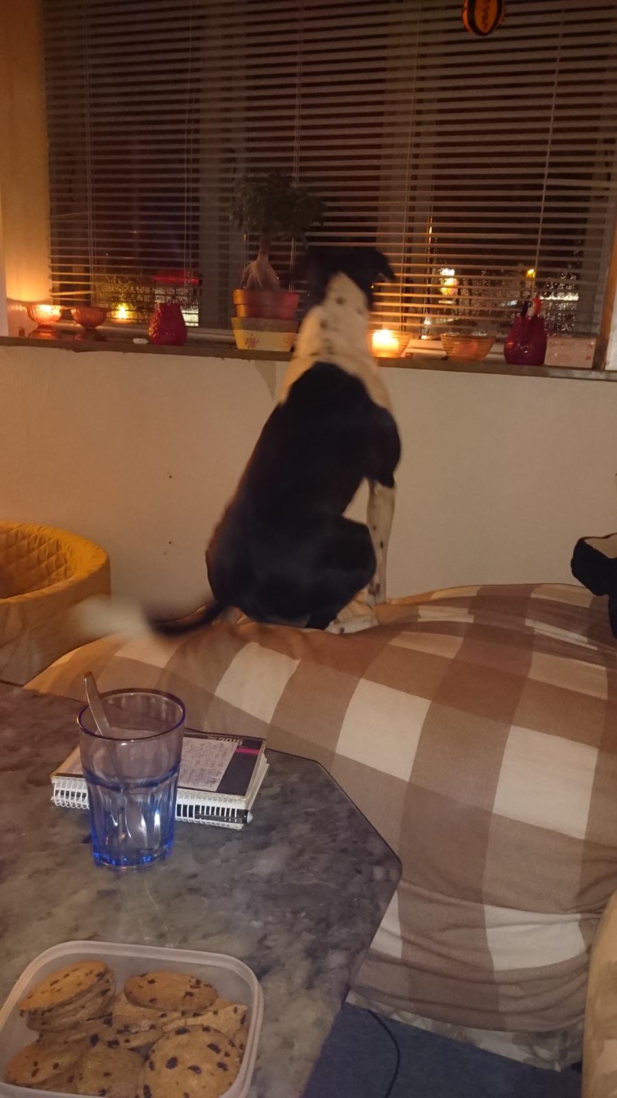 Blanding af racer Odin  billede 35