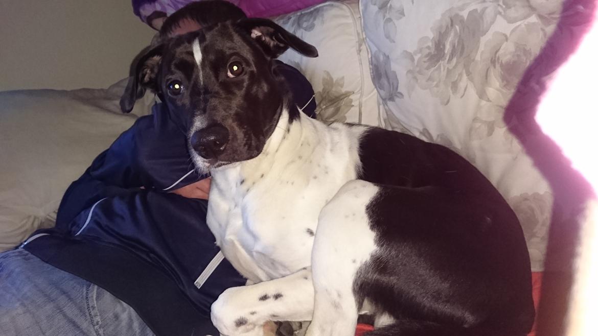 Blanding af racer Odin  billede 37