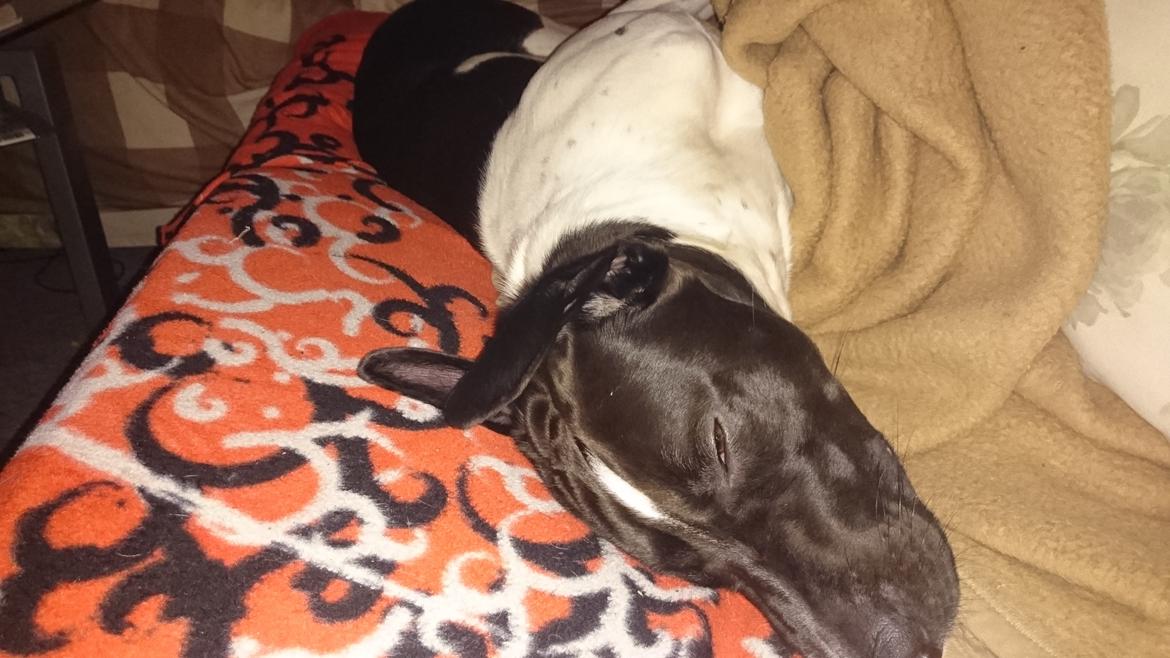 Blanding af racer Odin  billede 32