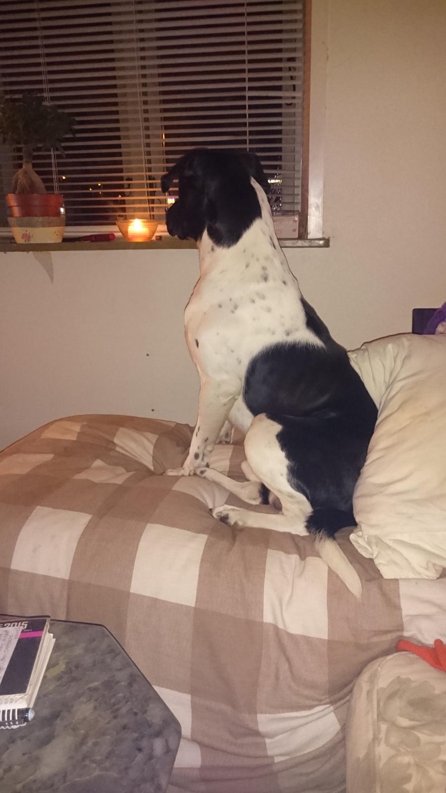 Blanding af racer Odin  billede 34