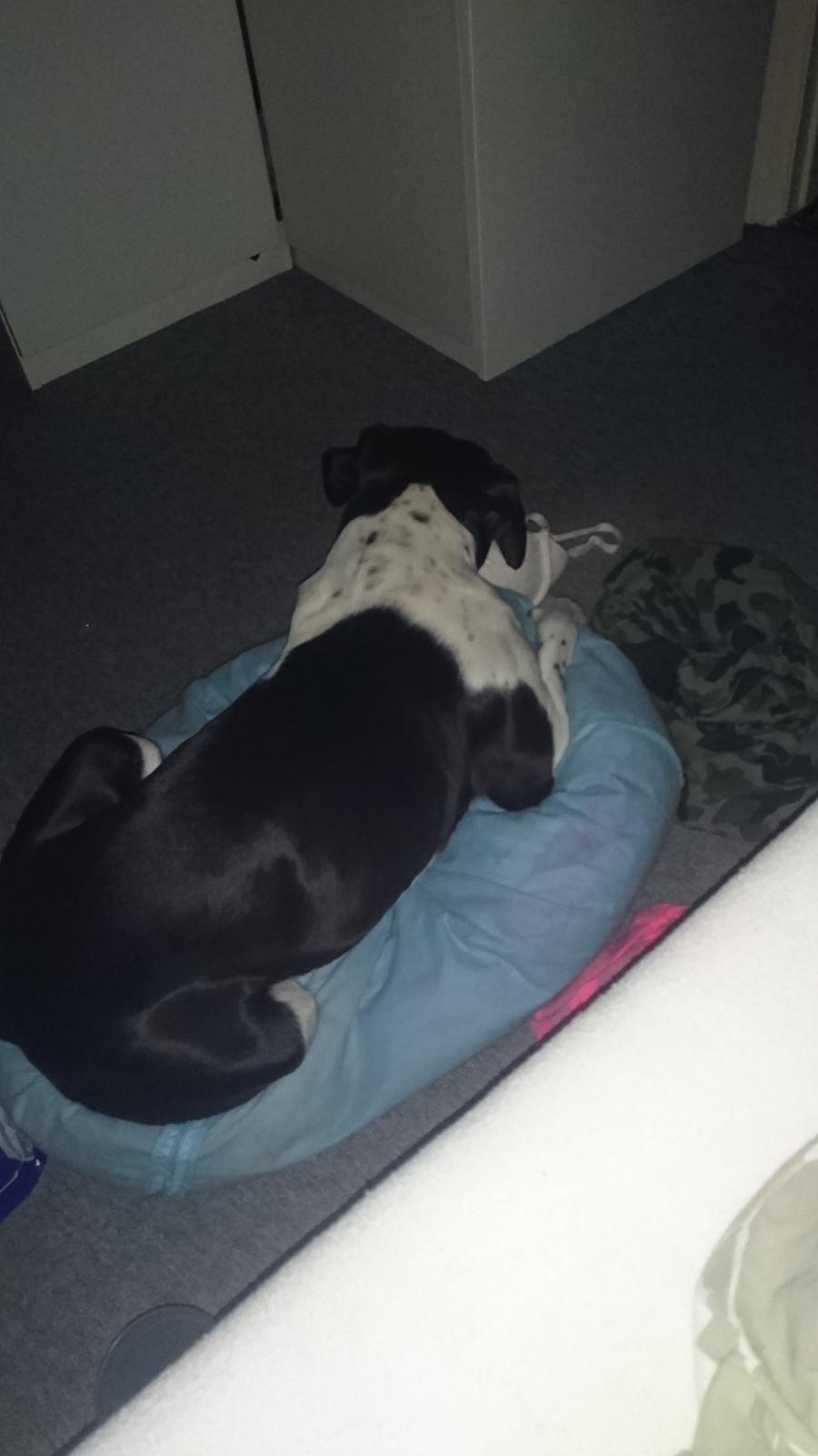 Blanding af racer Odin  billede 38