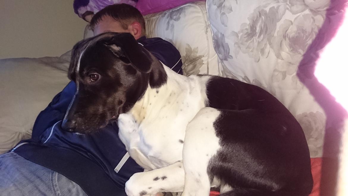 Blanding af racer Odin  billede 36