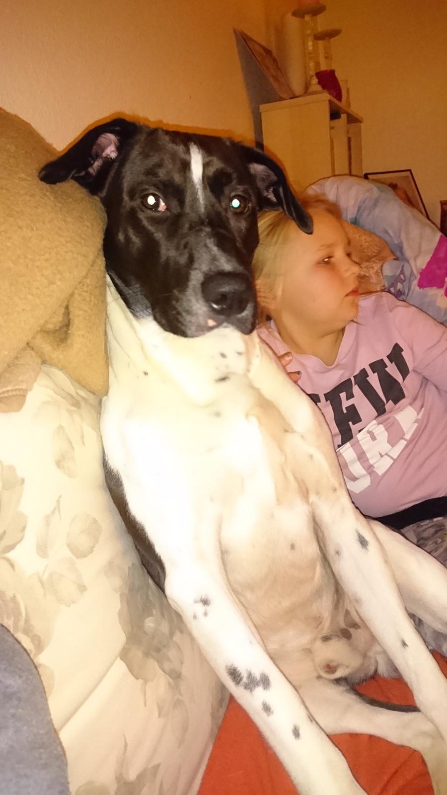 Blanding af racer Odin  billede 39