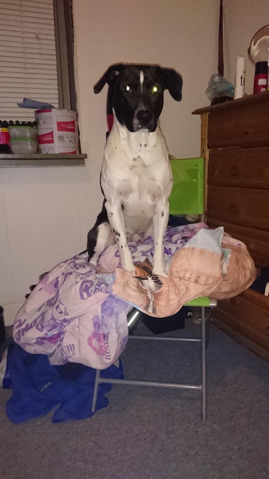 Blanding af racer Odin  billede 43