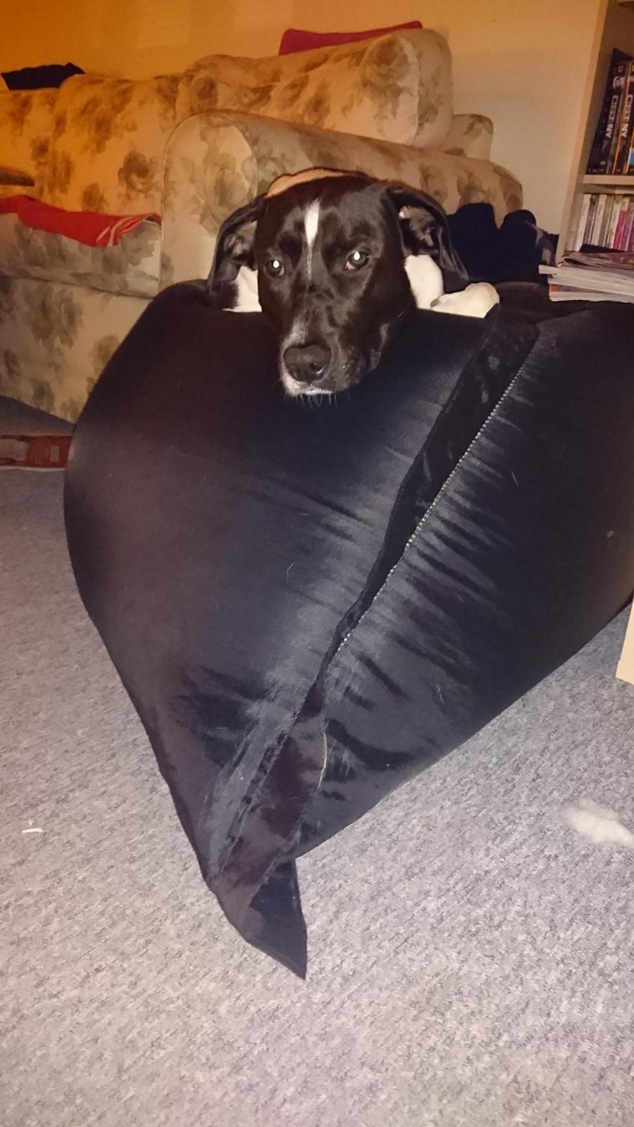 Blanding af racer Odin  billede 45