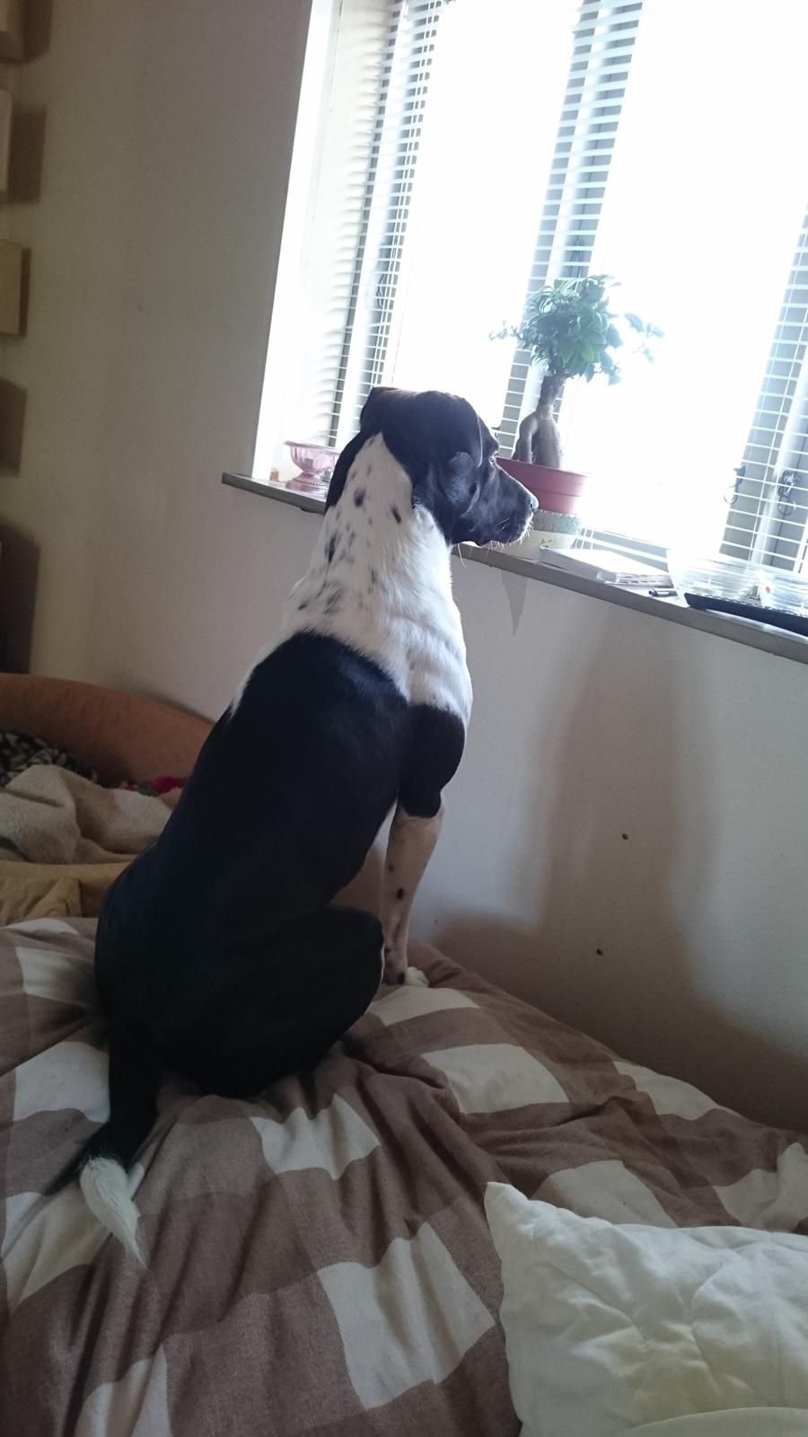 Blanding af racer Odin  billede 44