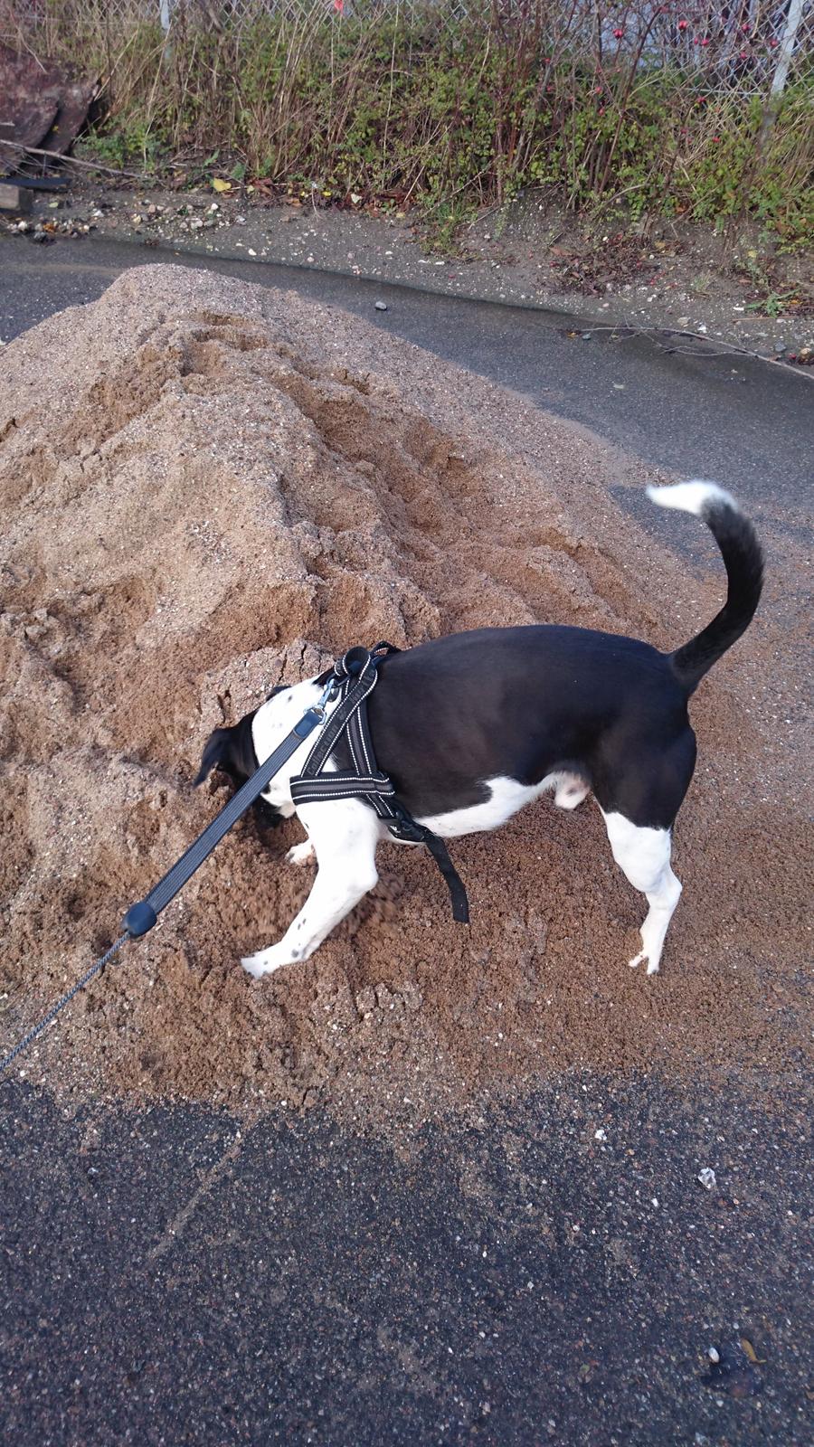 Blanding af racer Odin  billede 40