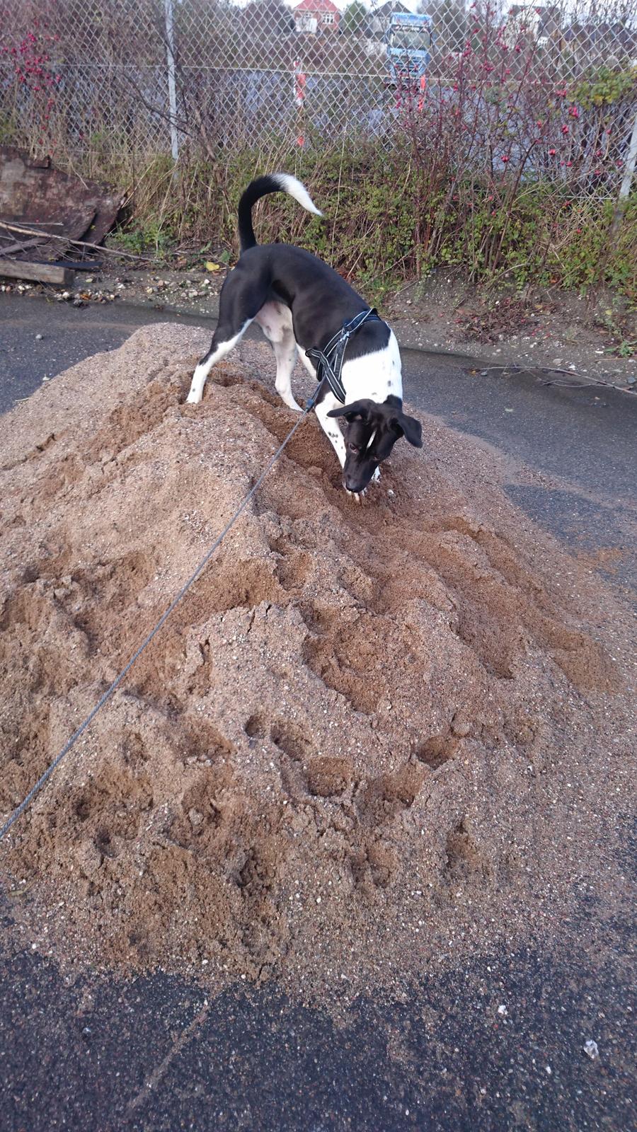 Blanding af racer Odin  billede 42