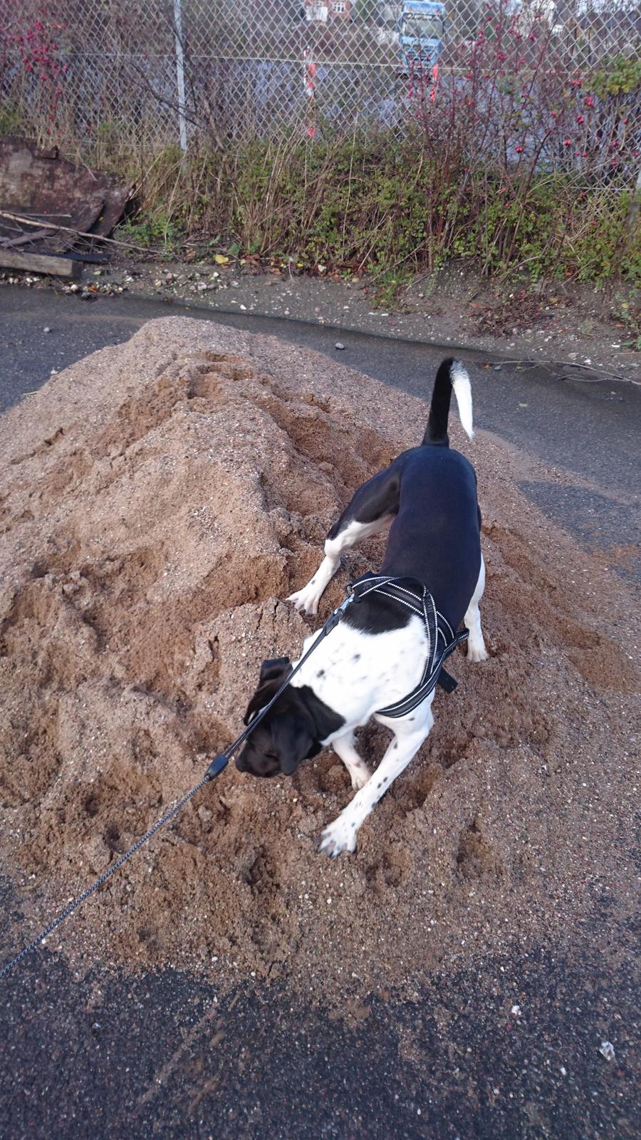 Blanding af racer Odin  billede 41