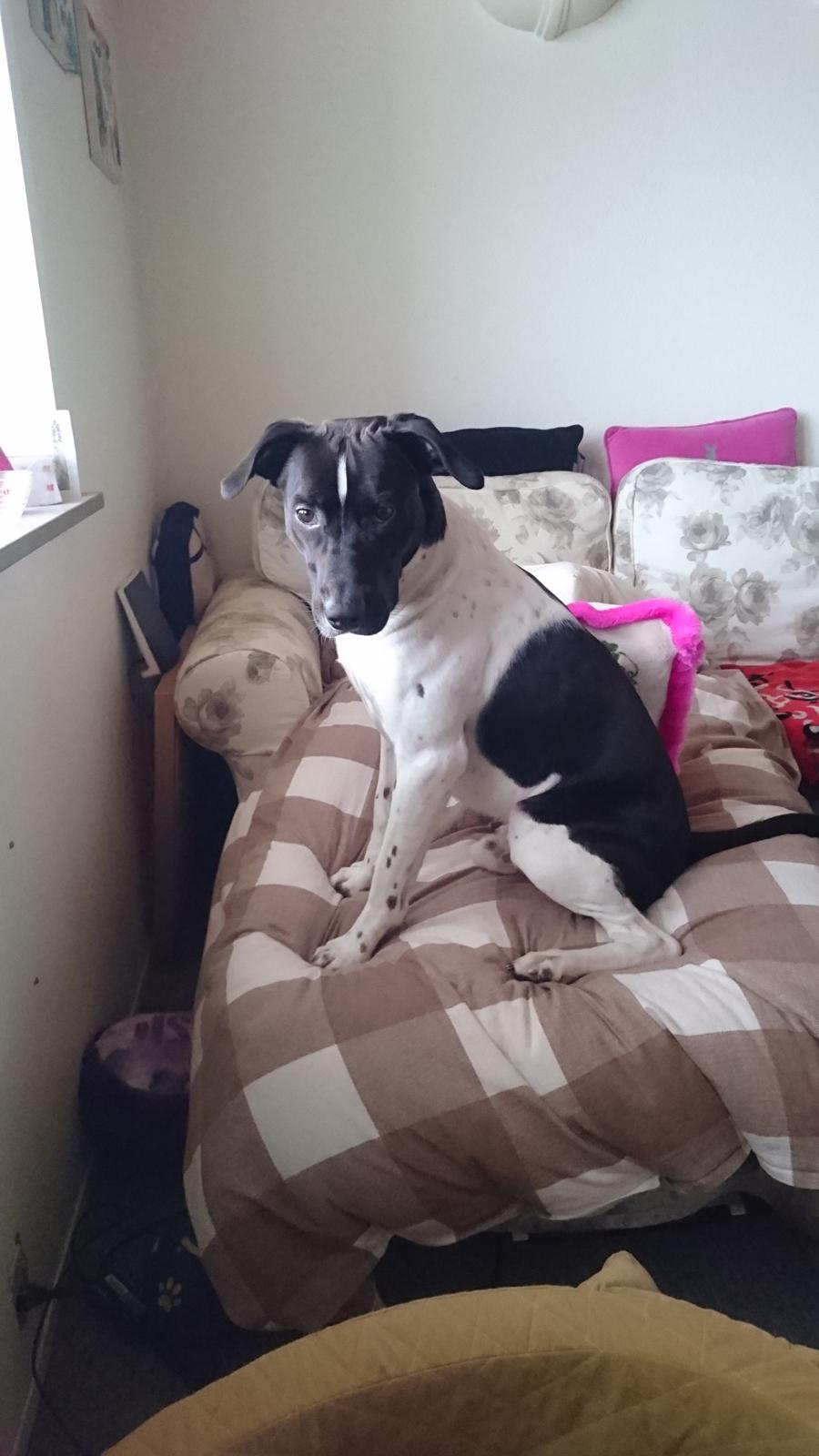 Blanding af racer Odin  billede 46