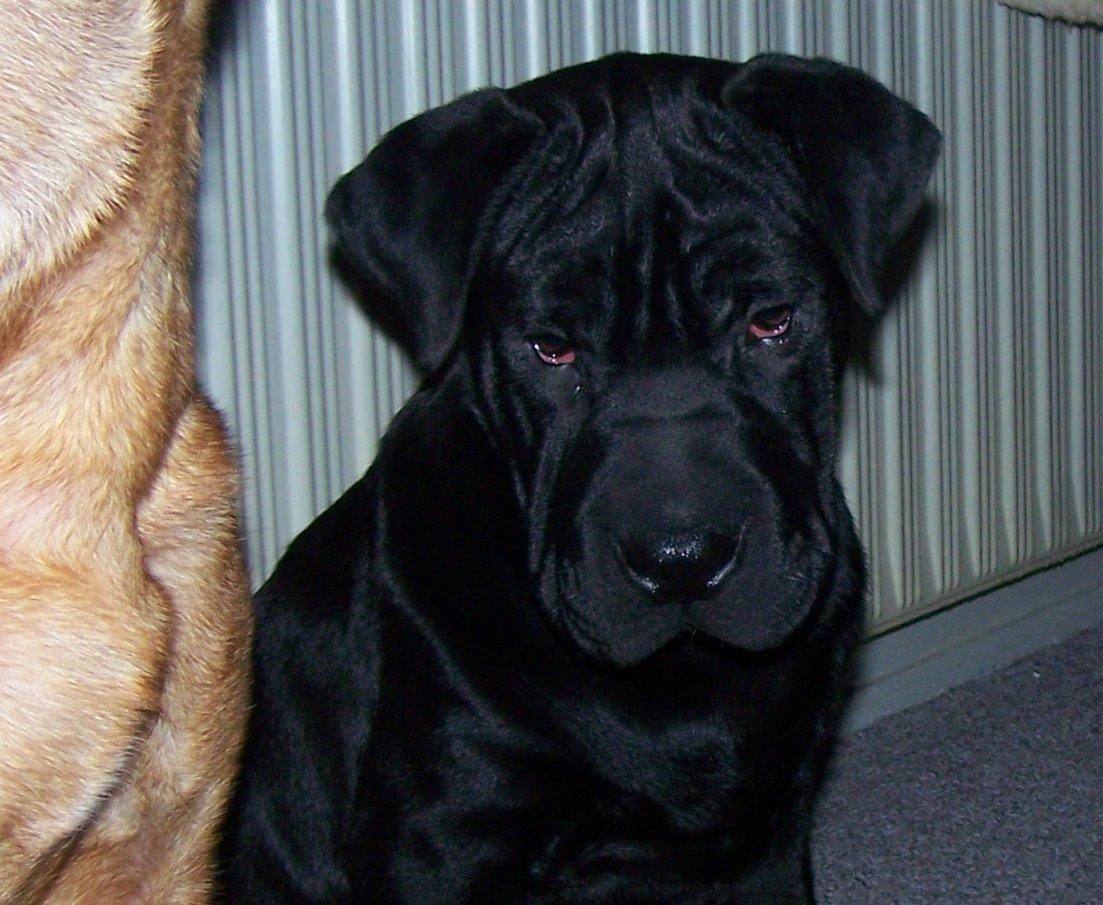 Blanding af racer Batman billede 1