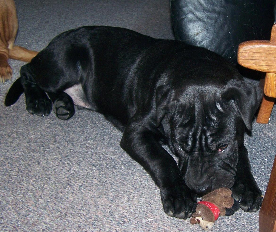 Blanding af racer Batman billede 2