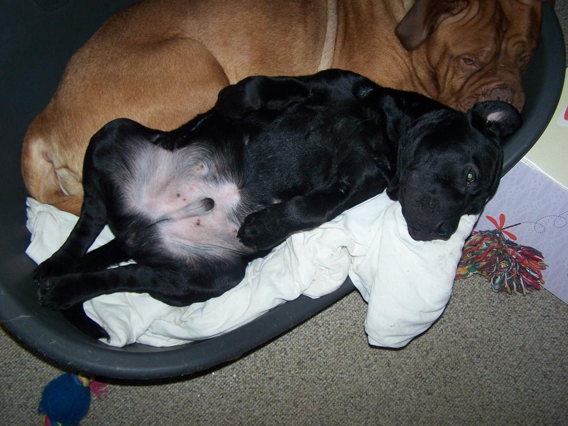 Blanding af racer Batman billede 4