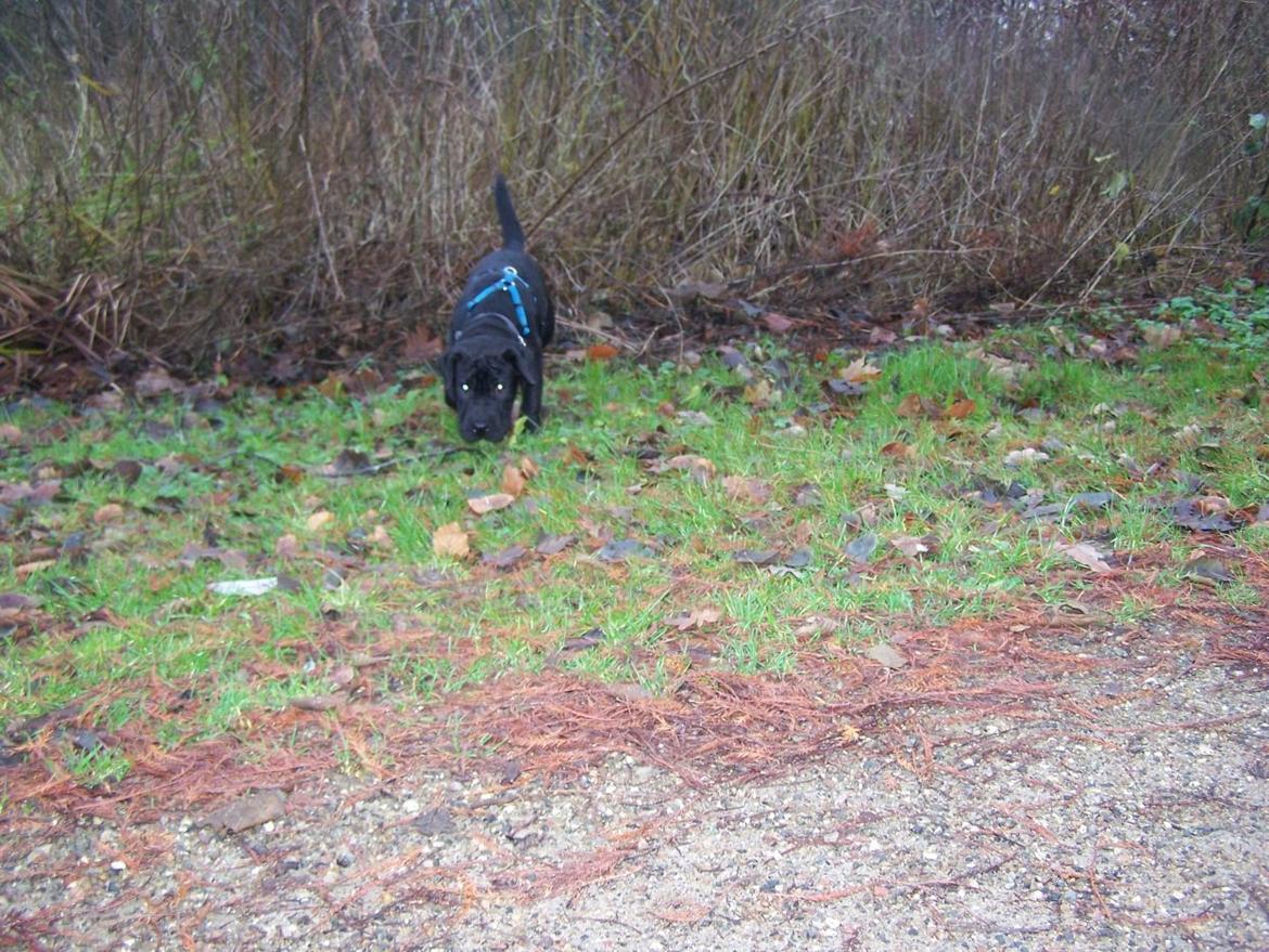 Blanding af racer Batman billede 3