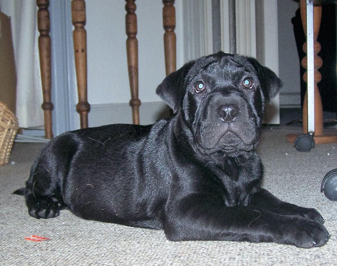 Blanding af racer Batman billede 5