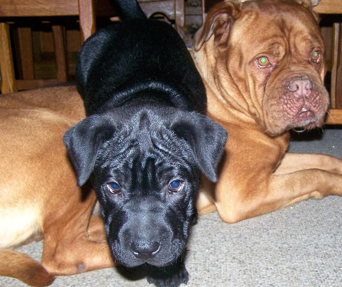 Blanding af racer Batman billede 7