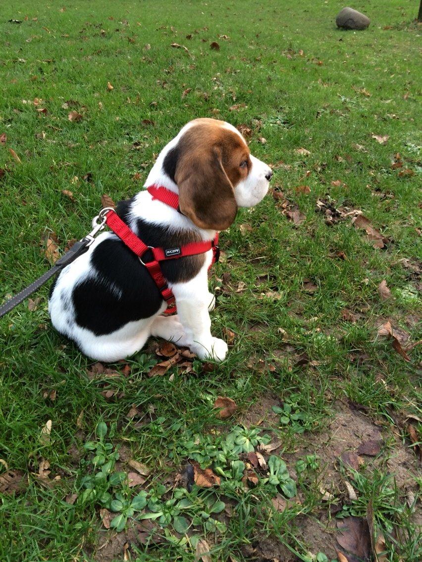 Beagle Luna billede 1